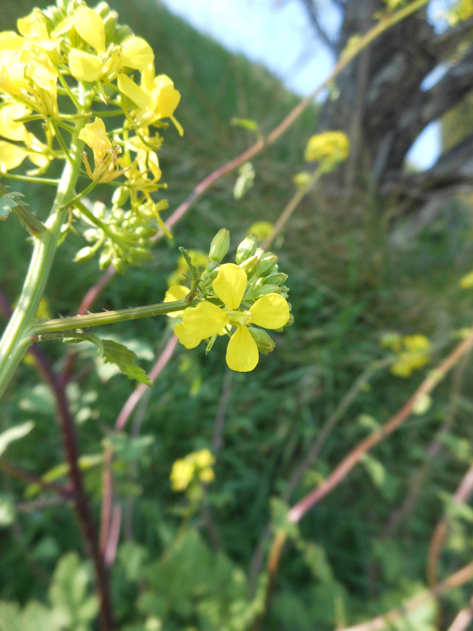 Sinapis alba L. subsp. mairei (H. Lindb.) Maire